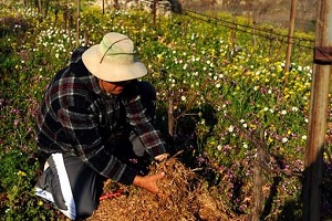 إرشادات ضروريّة من “الزراعة”
