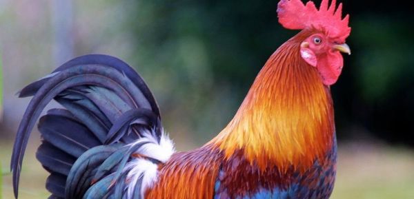 اذبحوا الديك المجيّج